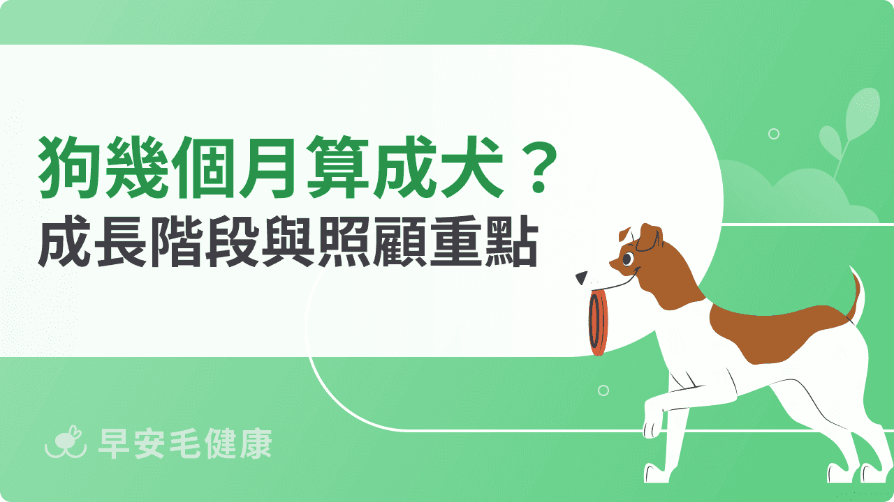 狗幾個月算成犬?成長階段與照顧重點總整理