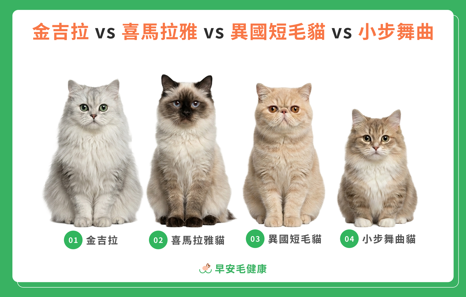 金吉拉、喜馬拉雅貓、異國短毛貓、小步舞曲貓