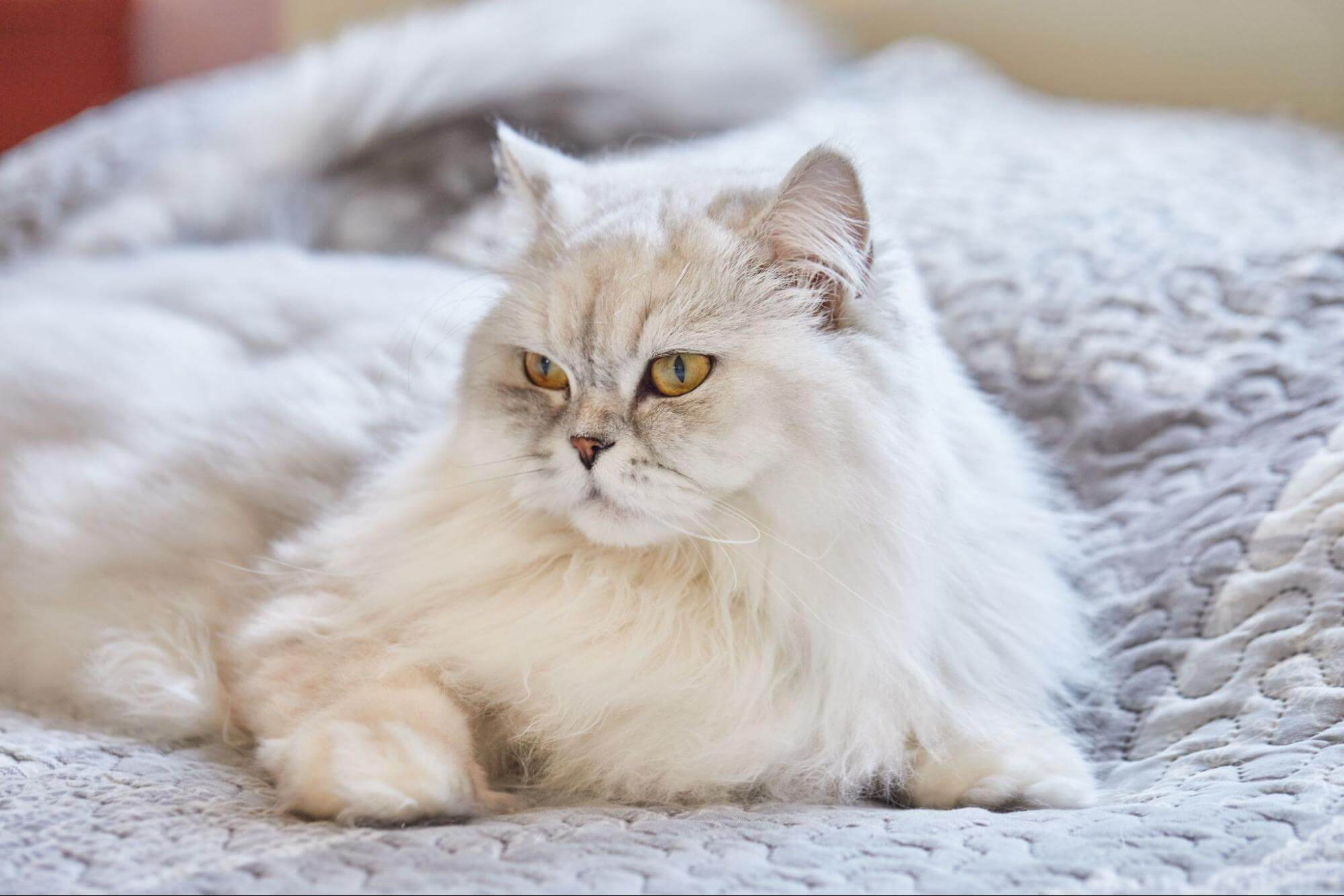 253. AI - persian-cat-price-1
