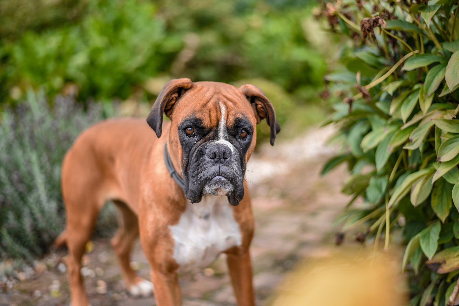 拳師犬在野外山路中的特寫照