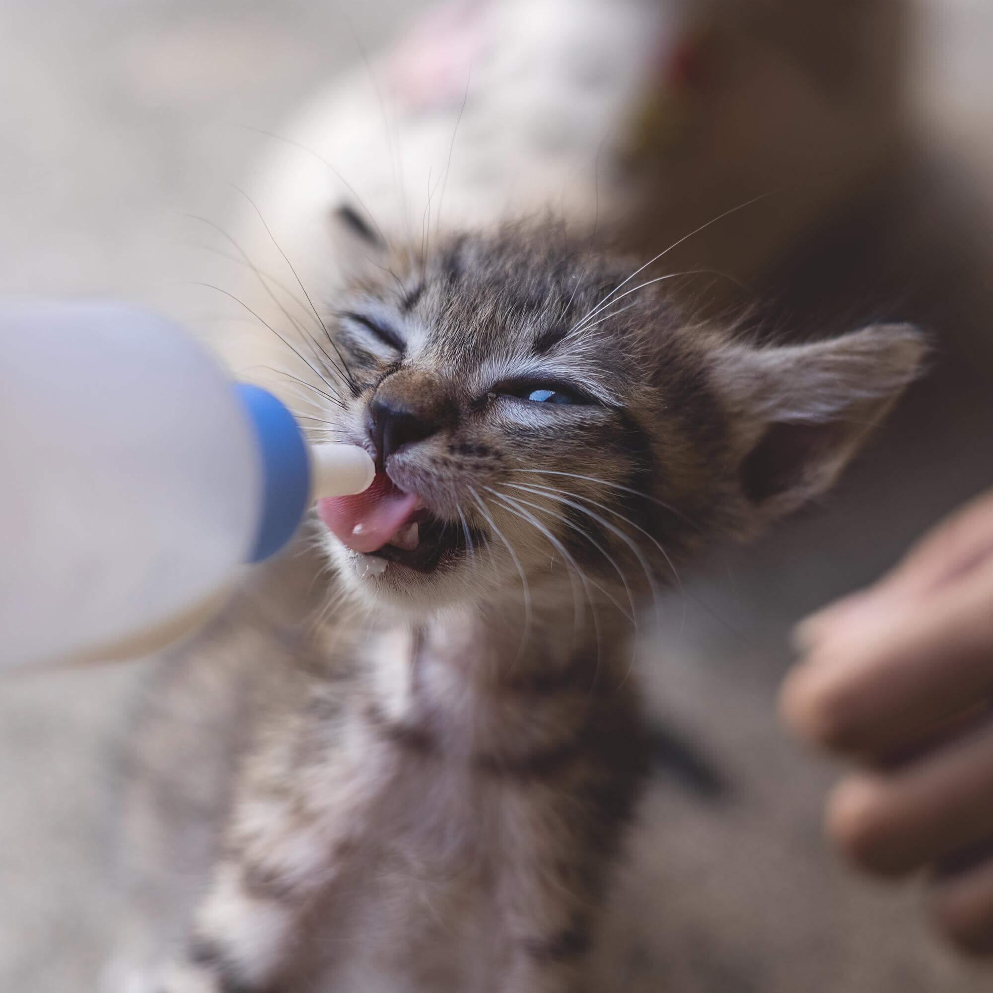102.can-cats-drink-milk-2