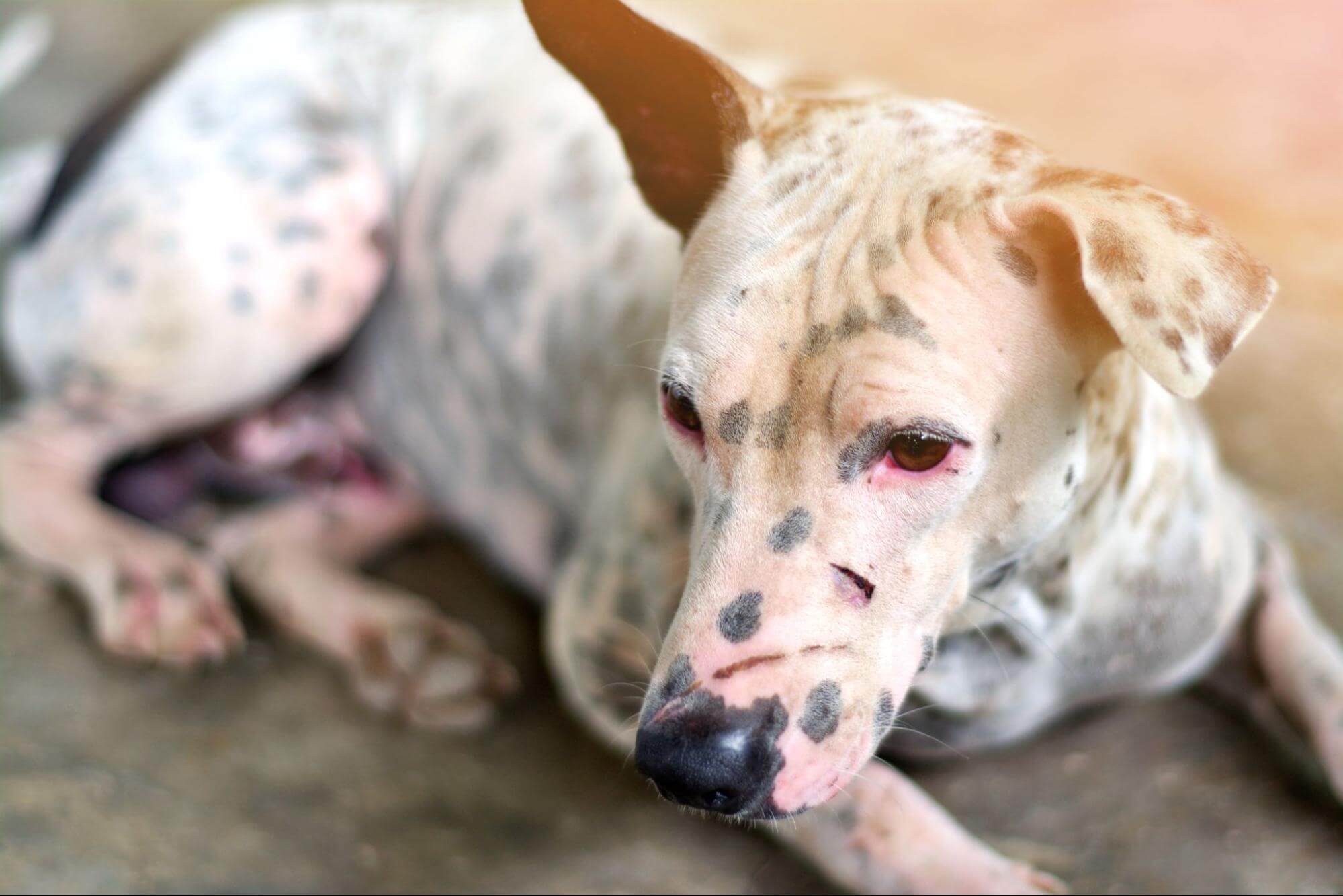 275. AI - dog-skin-pigmentation-treatment-1