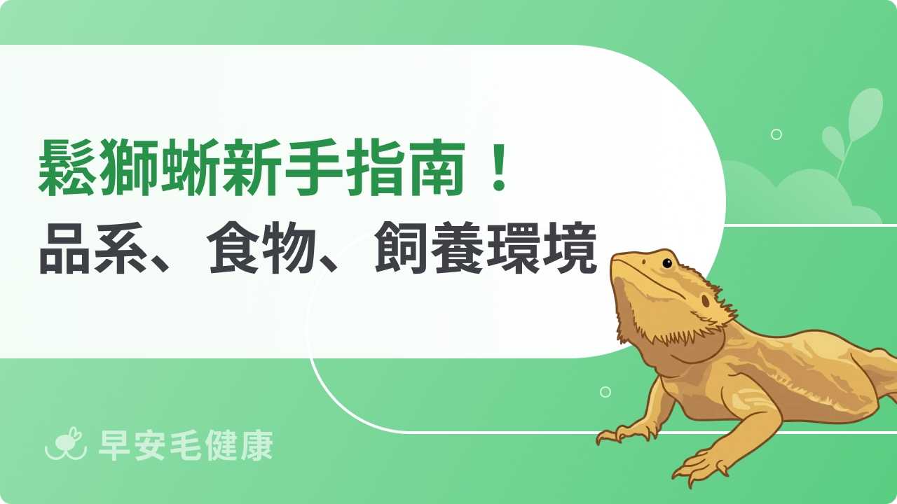 鬆獅蜥飼養難度高嗎？鬆獅蜥品系、壽命與餵食頻率