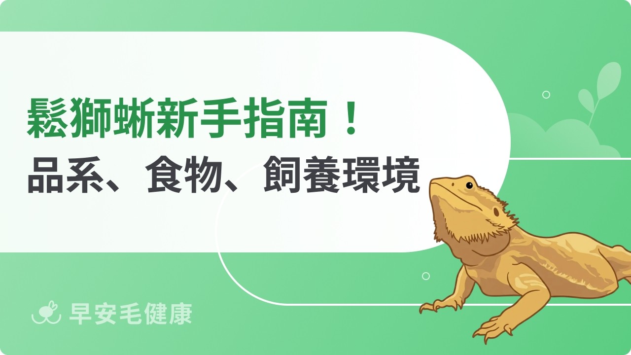 鬆獅蜥飼養難度高嗎？鬆獅蜥品系、壽命與餵食頻率