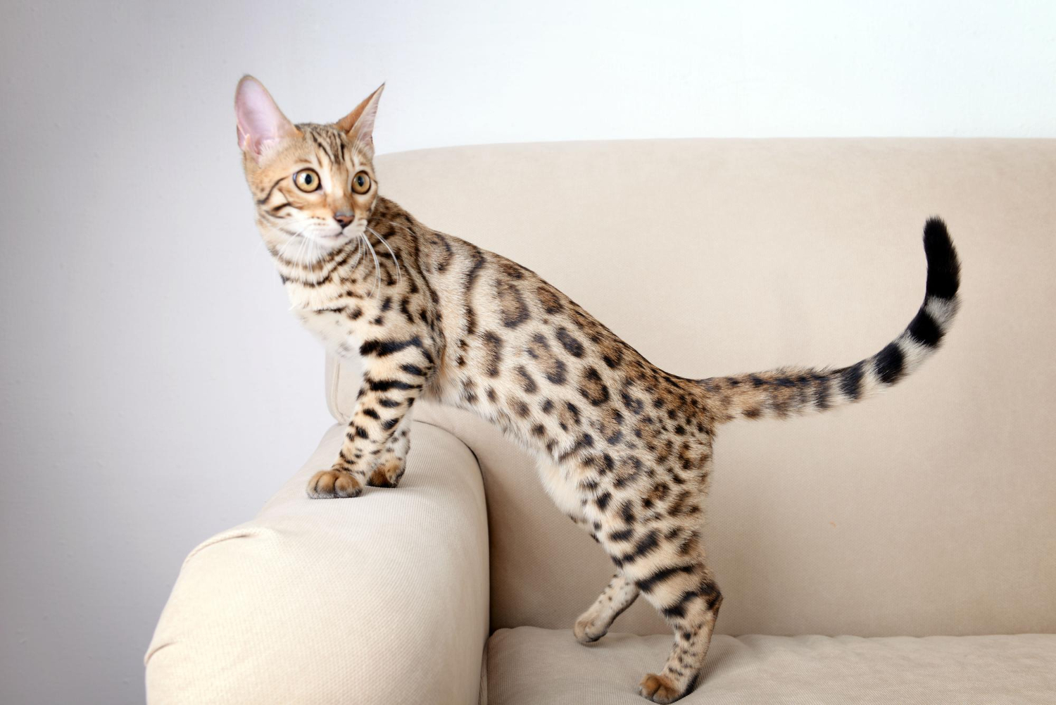 21. tabby-cat-guide-4