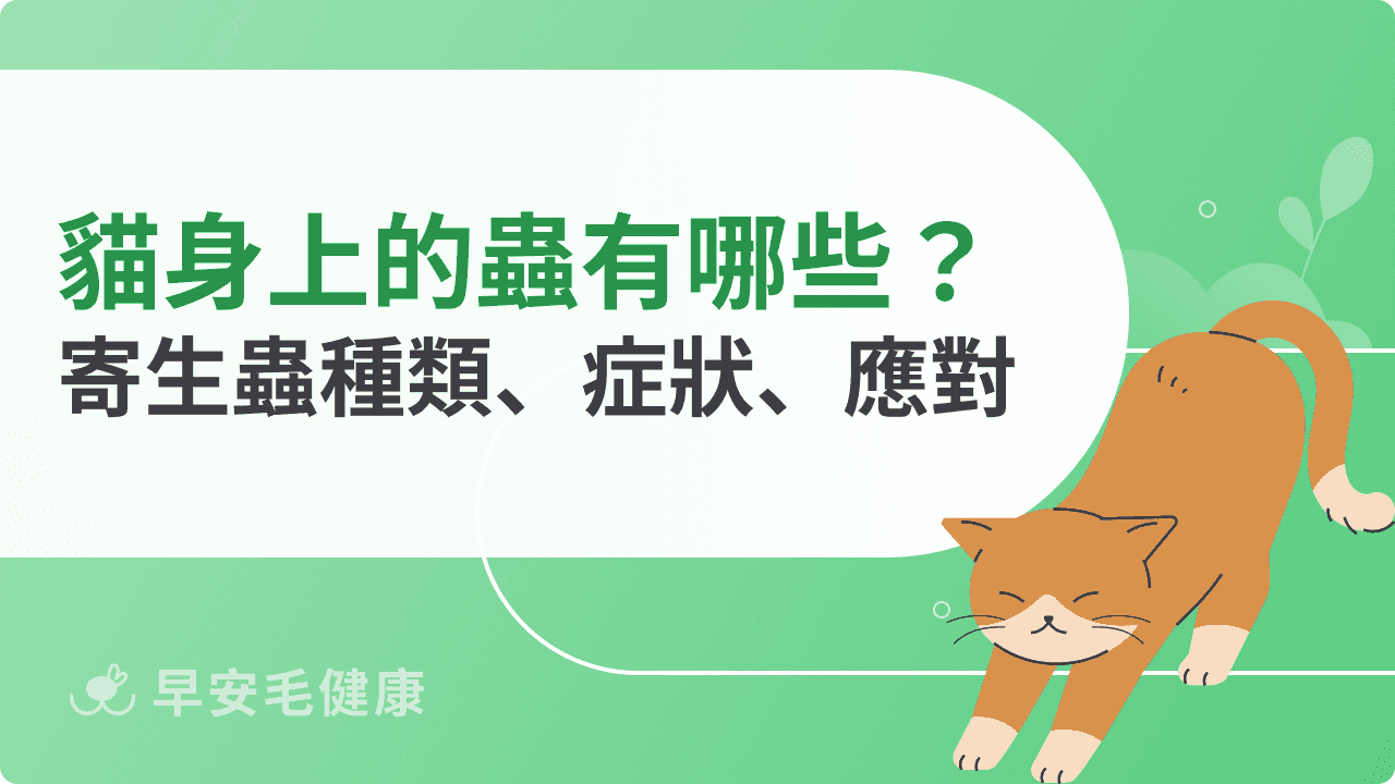 貓身上的蟲有哪些？認識常見寄生蟲種類、症狀、應對方法