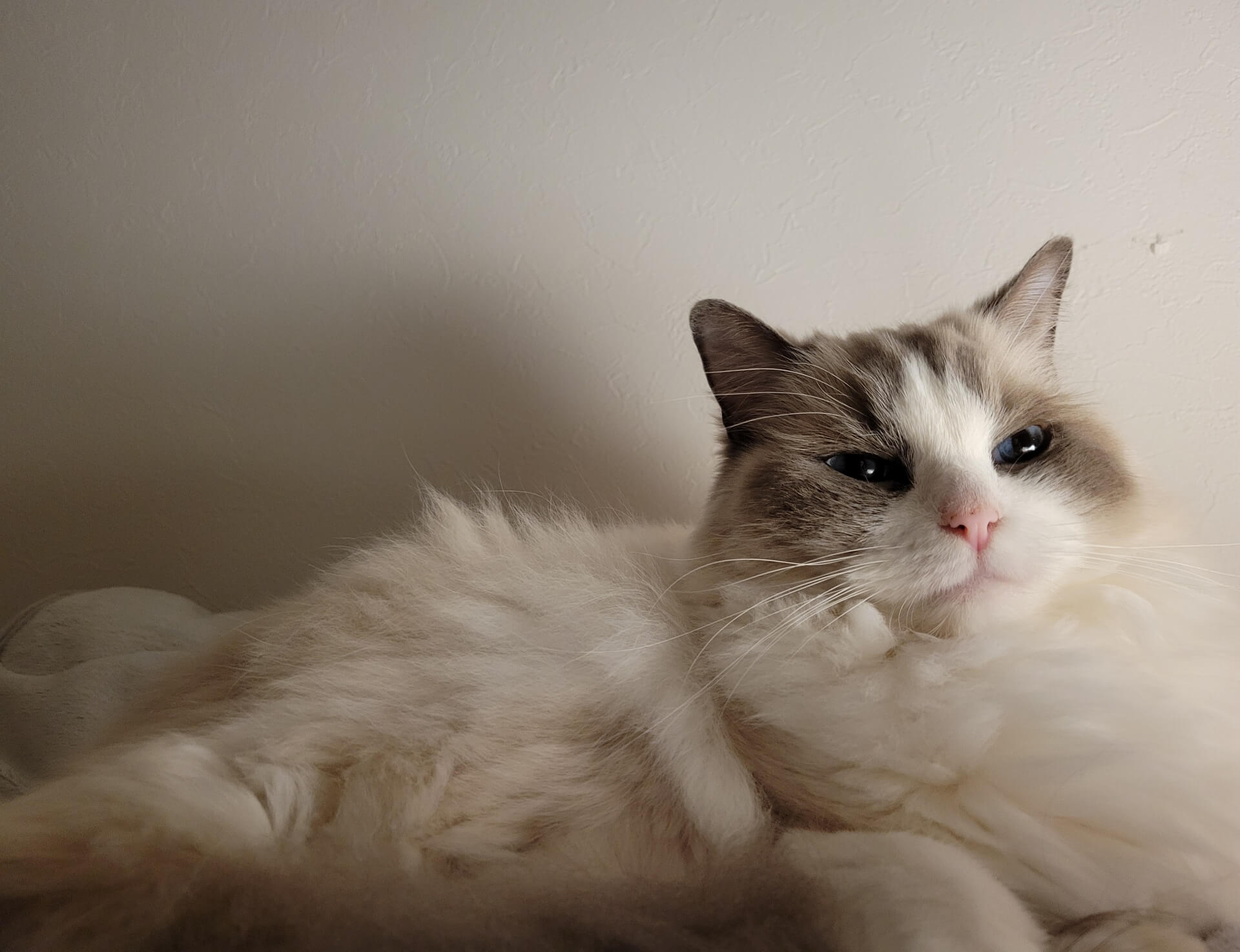 202. AI - ragdoll-cat-flower-color-5