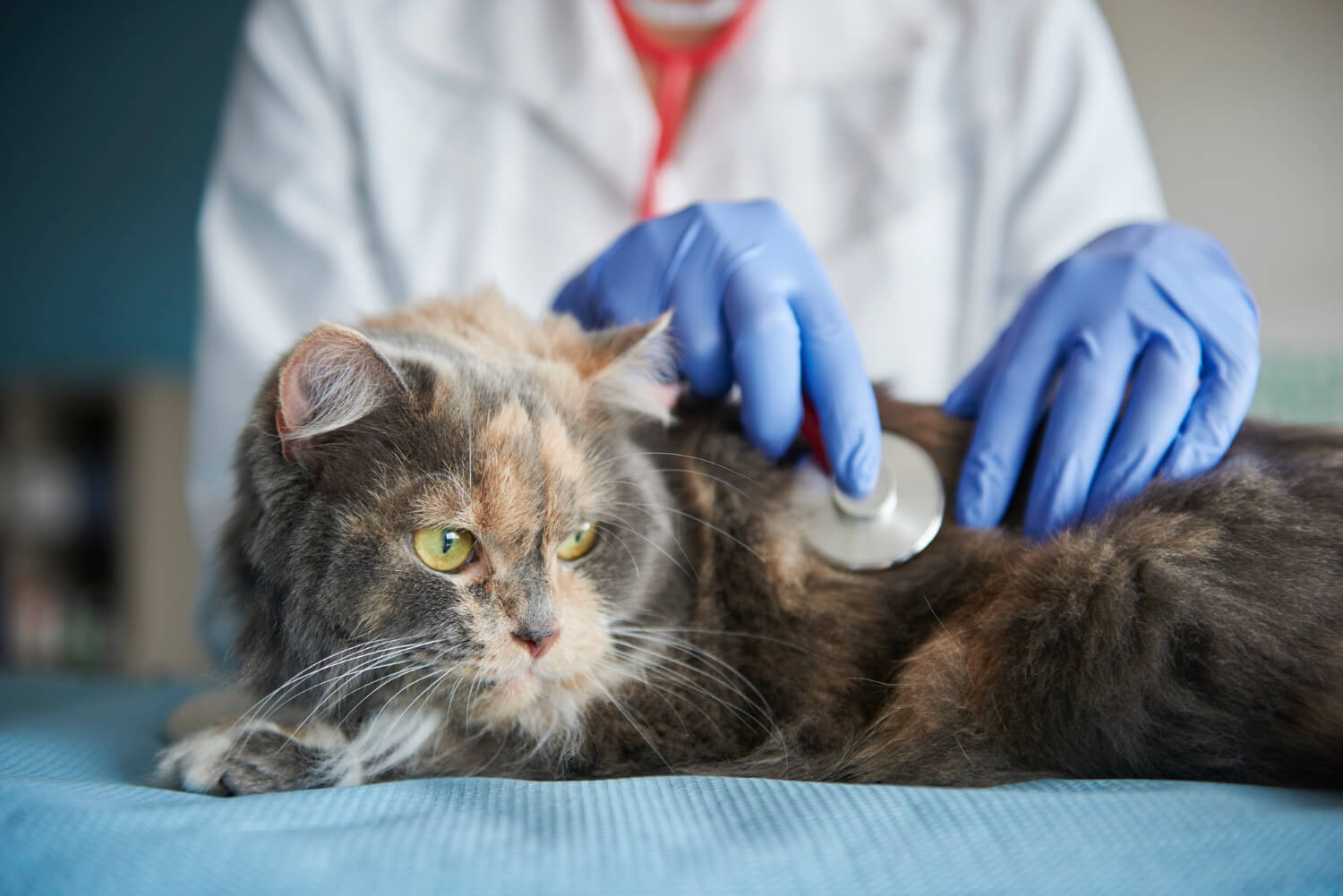 4.kidney-cat-care-1