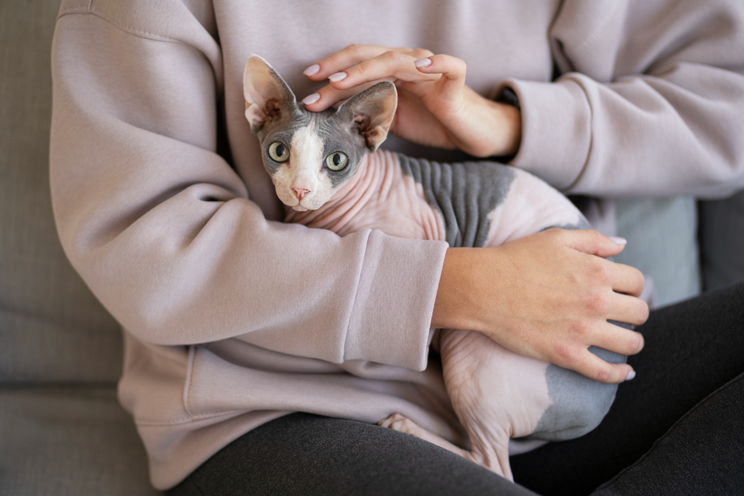 37.hairless-cat-guide-1