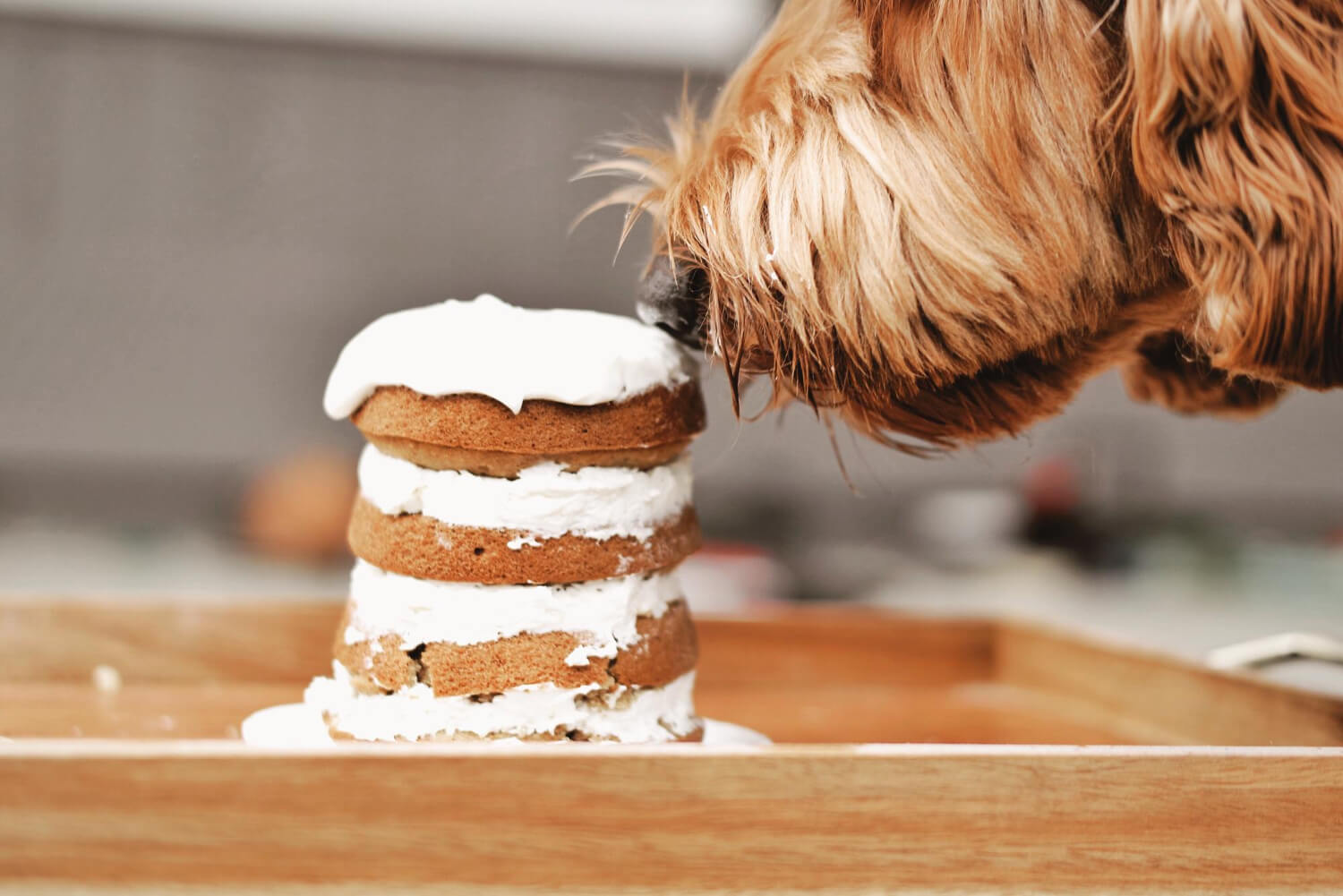 21. chocolate-poisoning-in-dogs-1