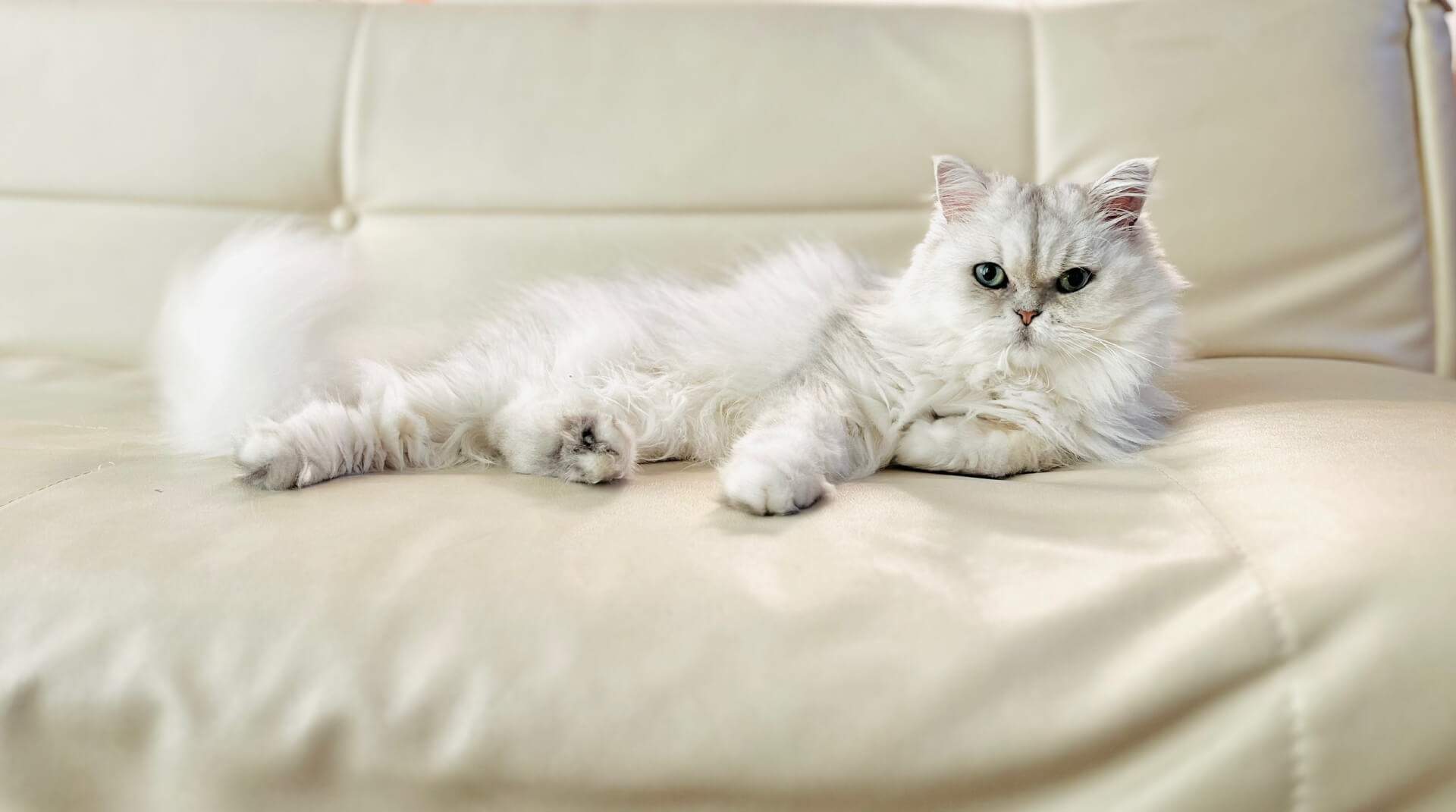 白色金吉拉躺在沙發上