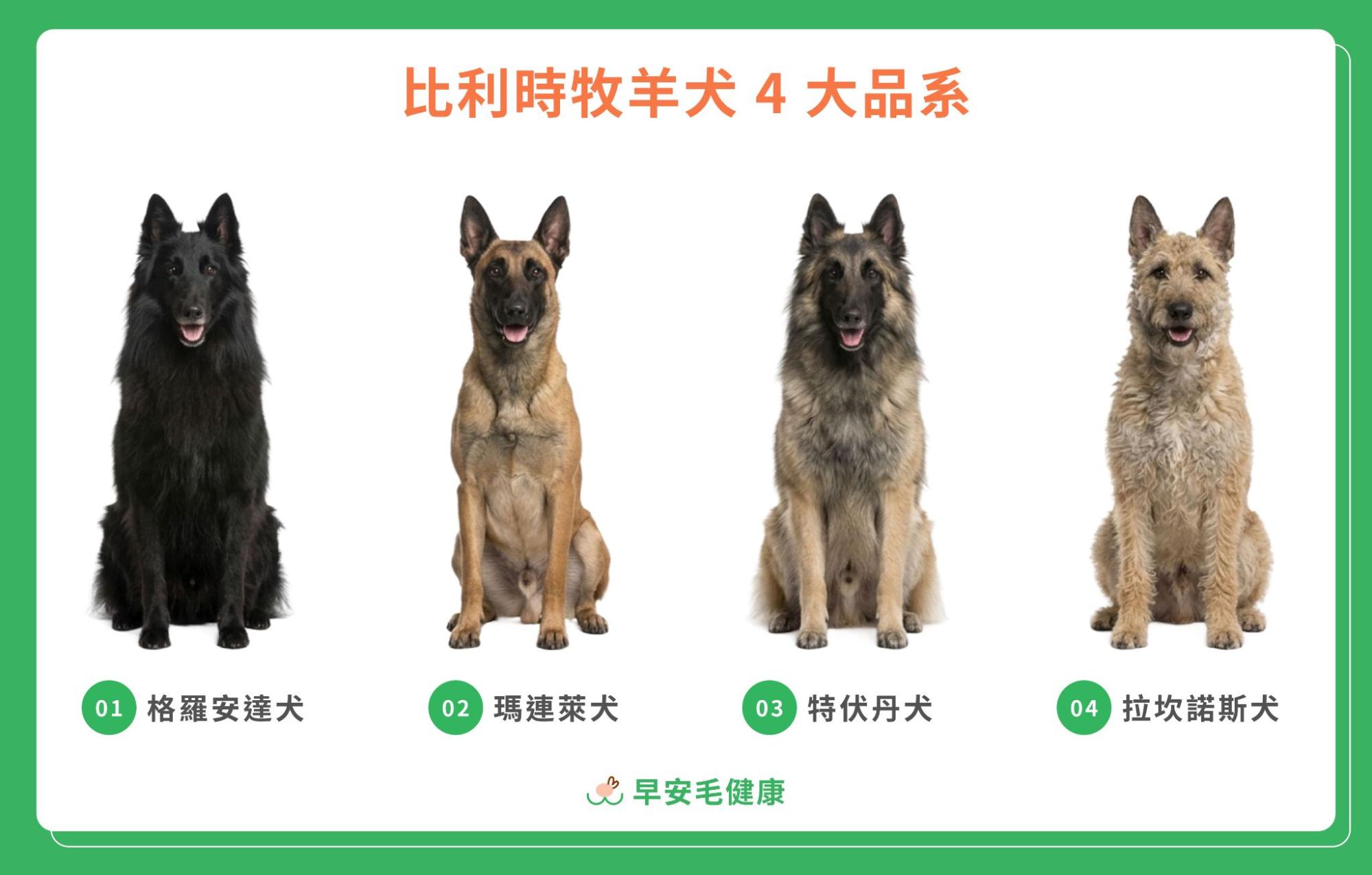 124.belgian-shepherd-dog-guide-2