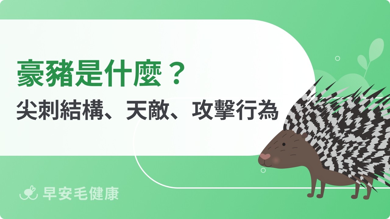 豪豬是豬嗎?跟刺蝟差在哪?認識這位「全身帶刺的朋友」