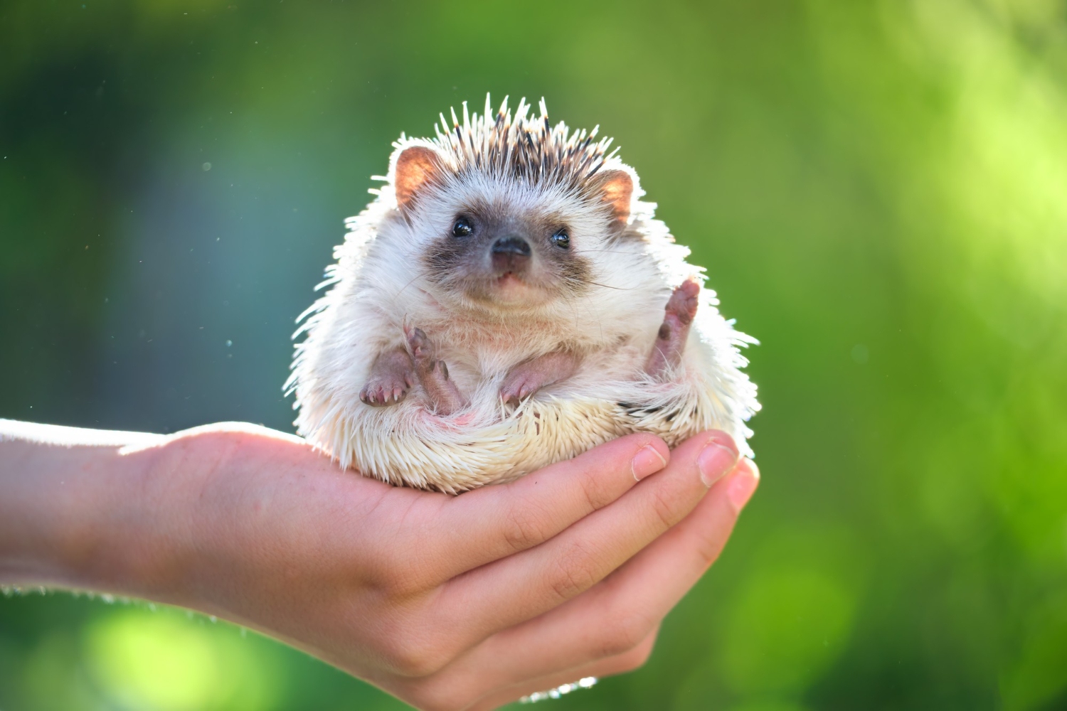 77. hedgehog-care-guide-2