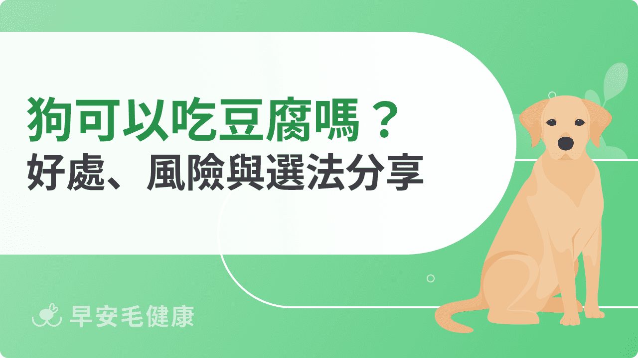 狗可以吃豆腐嗎？狗狗吃豆腐優點、風險一次說明
