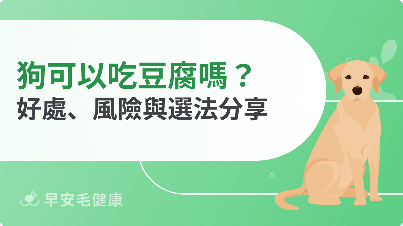 狗可以吃豆腐嗎?狗狗吃豆腐優點、風險一次說明