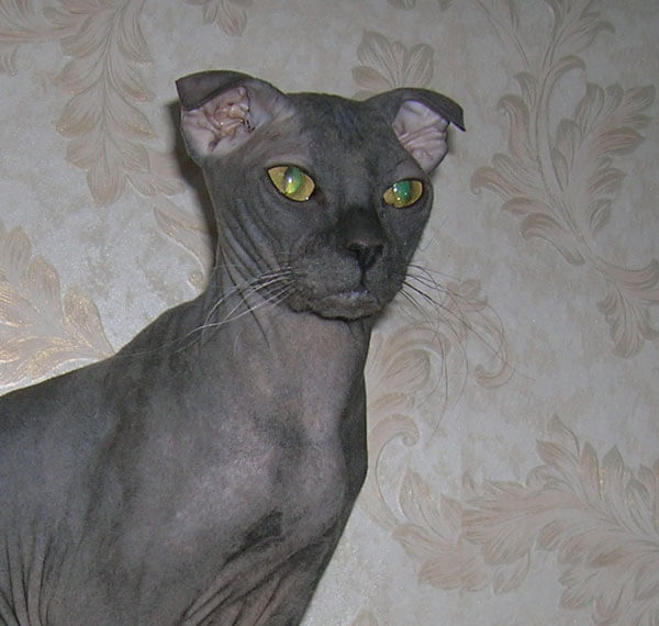 37.hairless-cat-guide-6