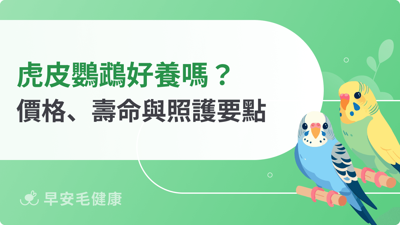 虎皮鸚鵡好養嗎?價格、壽命、品種花色與飼養照護要點解析