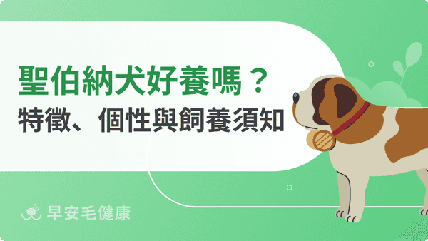 聖伯納犬好養嗎？溫柔巨犬個性、壽命、台灣價格與飼養須知一次看