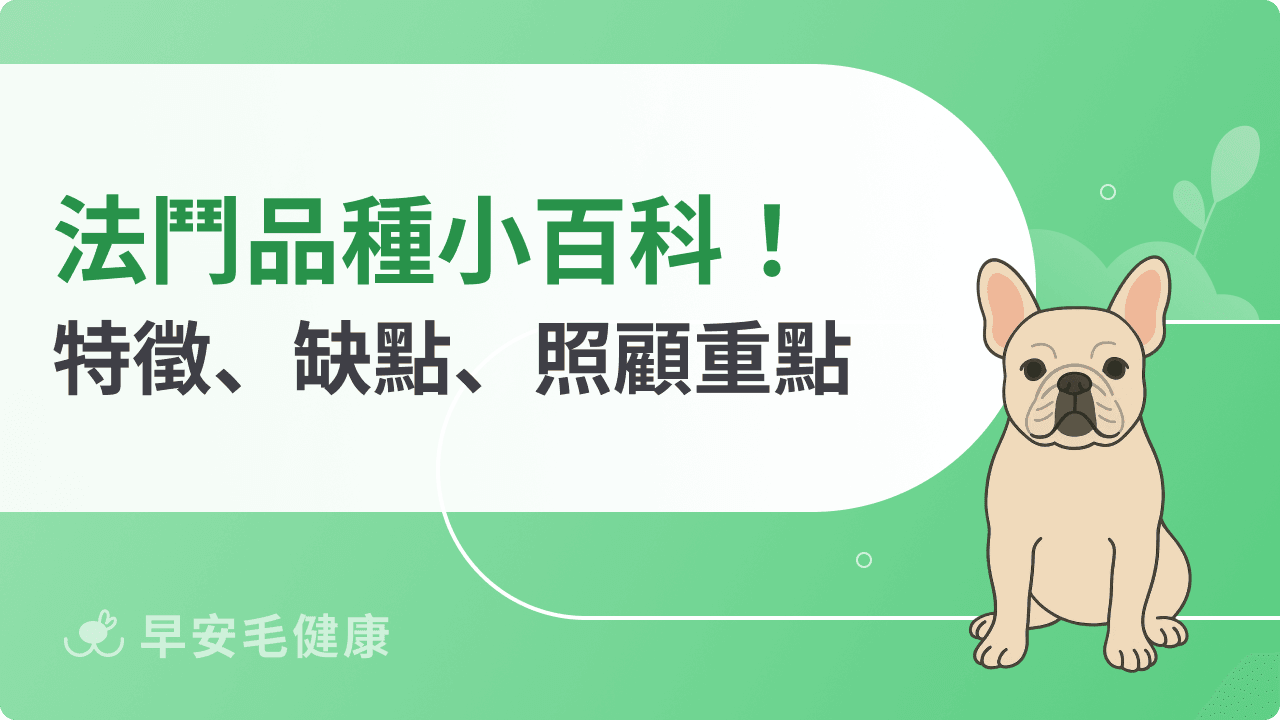 法鬥好養嗎?法鬥品種歷史、遺傳疾病、照顧重點總整理!