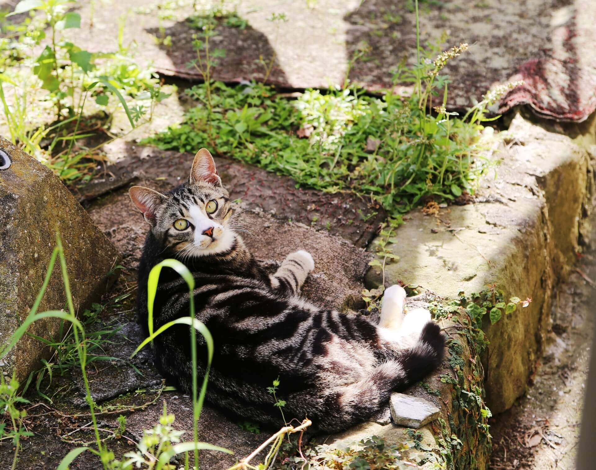 21. tabby-cat-guide-2