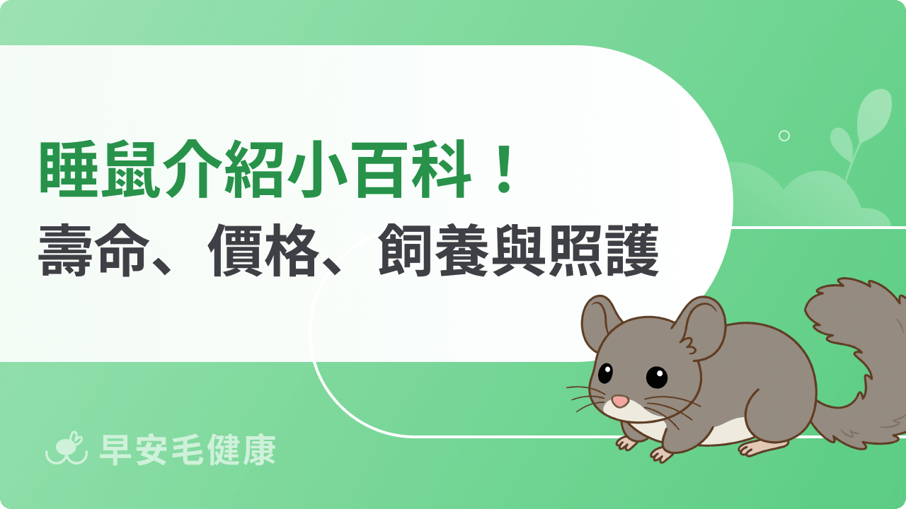 睡鼠壽命、價格、個性大公開!專家教學睡鼠飼養技巧與照護!