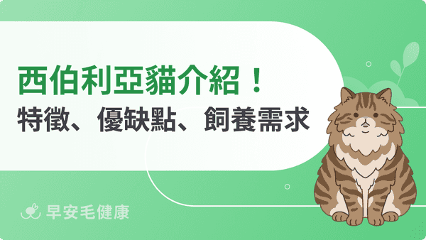 西伯利亞貓聰明嗎?會不會很難照顧?西伯利亞貓飼養指南