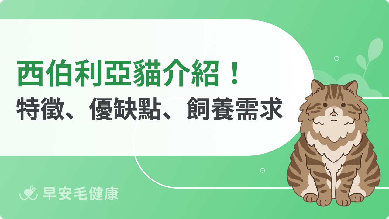 西伯利亞貓聰明嗎?會不會很難照顧?西伯利亞貓飼養指南