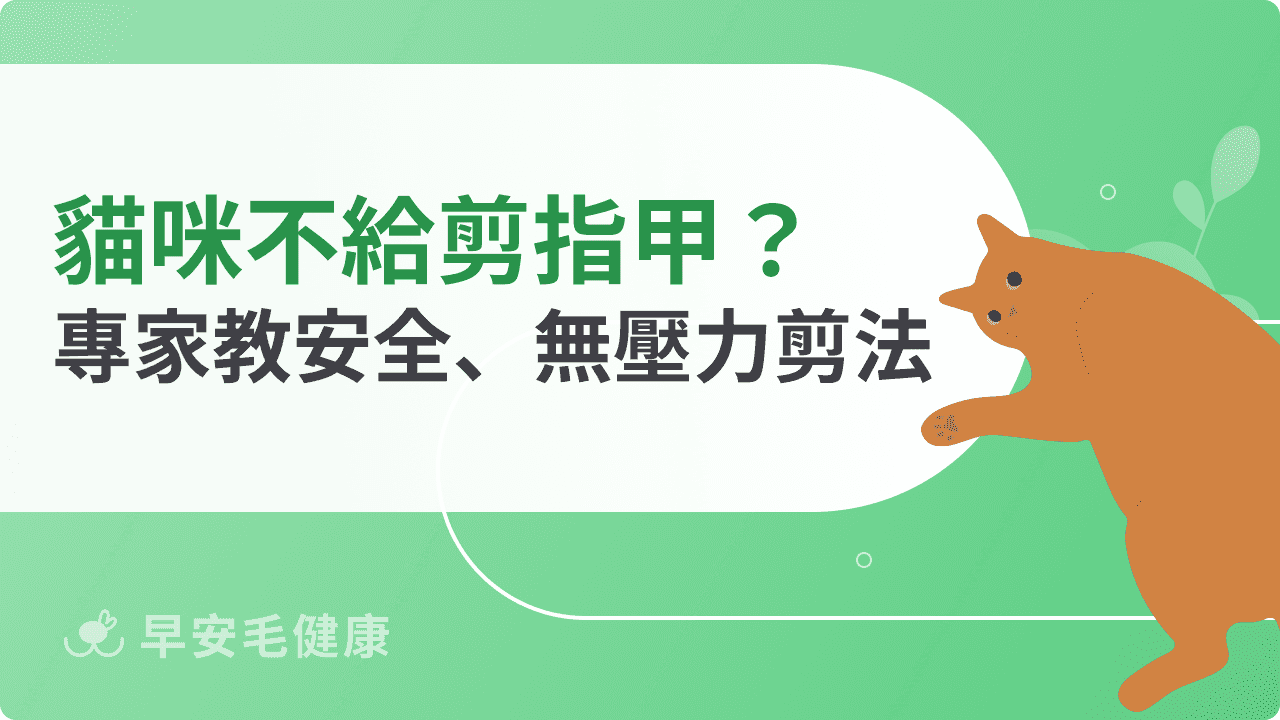 貓咪不給剪指甲怎麼辦？專家教你安全又無壓力的剪法