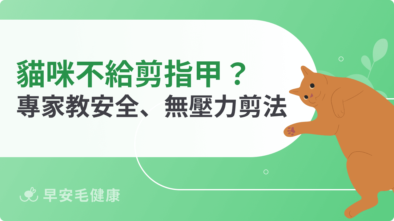 貓咪不給剪指甲怎麼辦?專家教你安全又無壓力的剪法