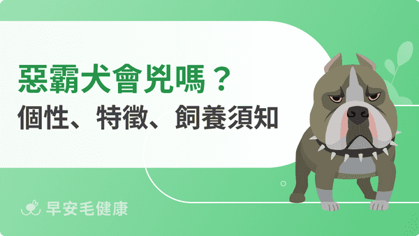 惡霸犬好養嗎？2026體型分類、個性缺點、價格與比特犬差別