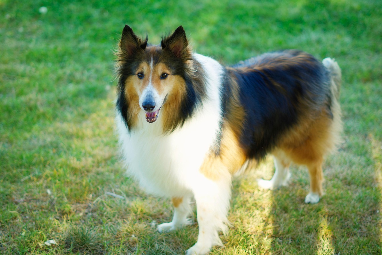 三色蘇格蘭牧羊犬