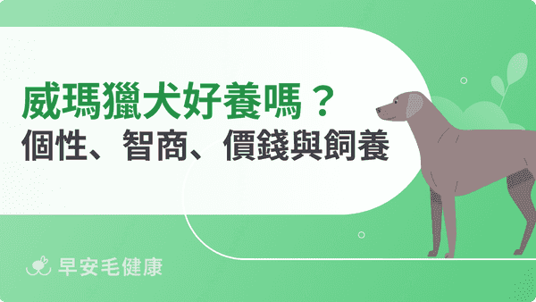 威瑪獵犬飼養攻略：個性、智商、價格與台灣飼主該知道的事
