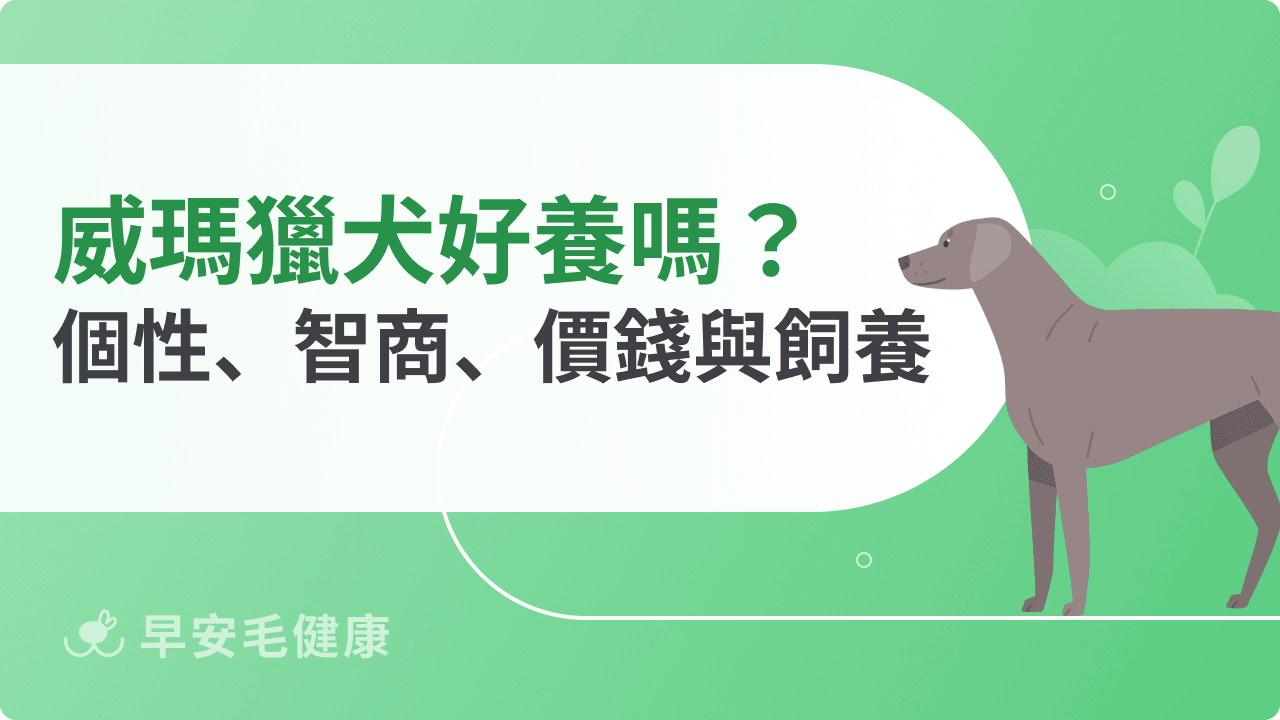 威瑪獵犬飼養攻略:個性、智商、價格與台灣飼主該知道的事