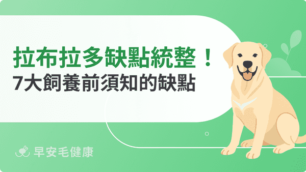 拉布拉多缺點有哪些？7 個養了才知道的真實挑戰與應對方式