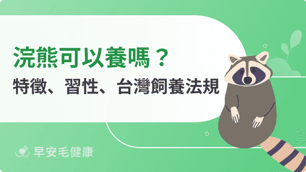 浣熊可以養嗎?從習性、壽命到法律,揭開牠們的野性真面目!