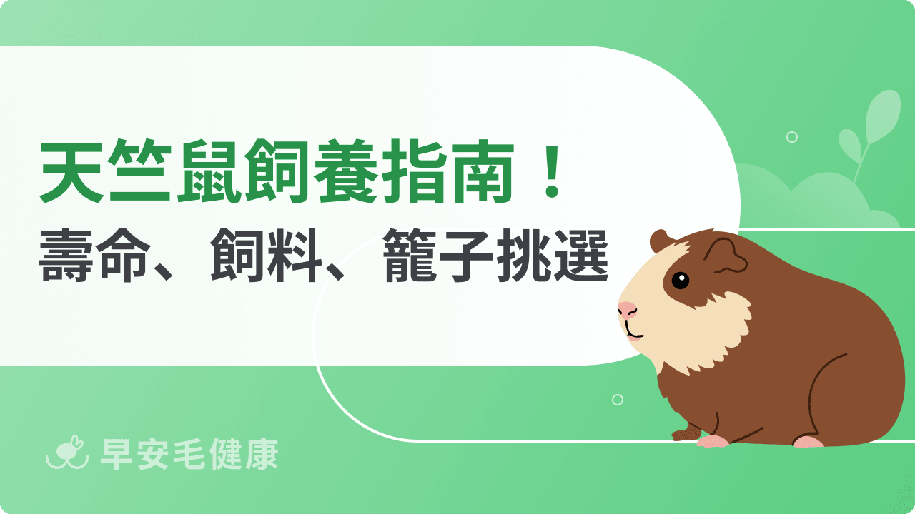 【天竺鼠攻略】豚鼠價格、個性、壽命、居家環境解析!新手必看