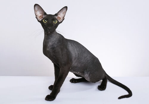 37.hairless-cat-guide-4