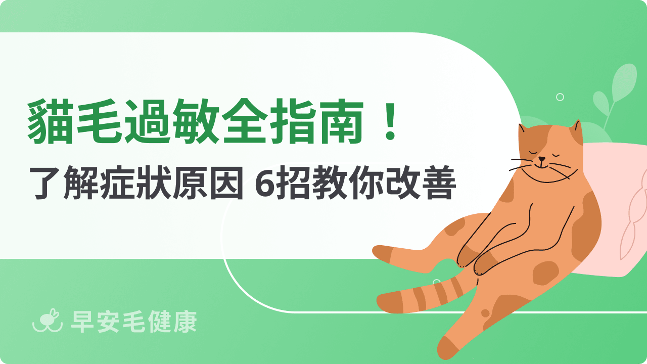 貓毛過敏舒緩用這11招！醫師列貓過敏症狀、低過敏貓咪品種
