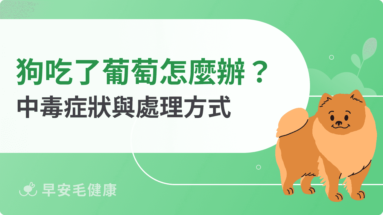狗狗吃了葡萄怎麼辦？中毒症狀與處理方式一次看