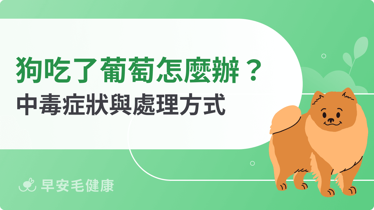 狗狗吃了葡萄怎麼辦？中毒症狀與處理方式一次看