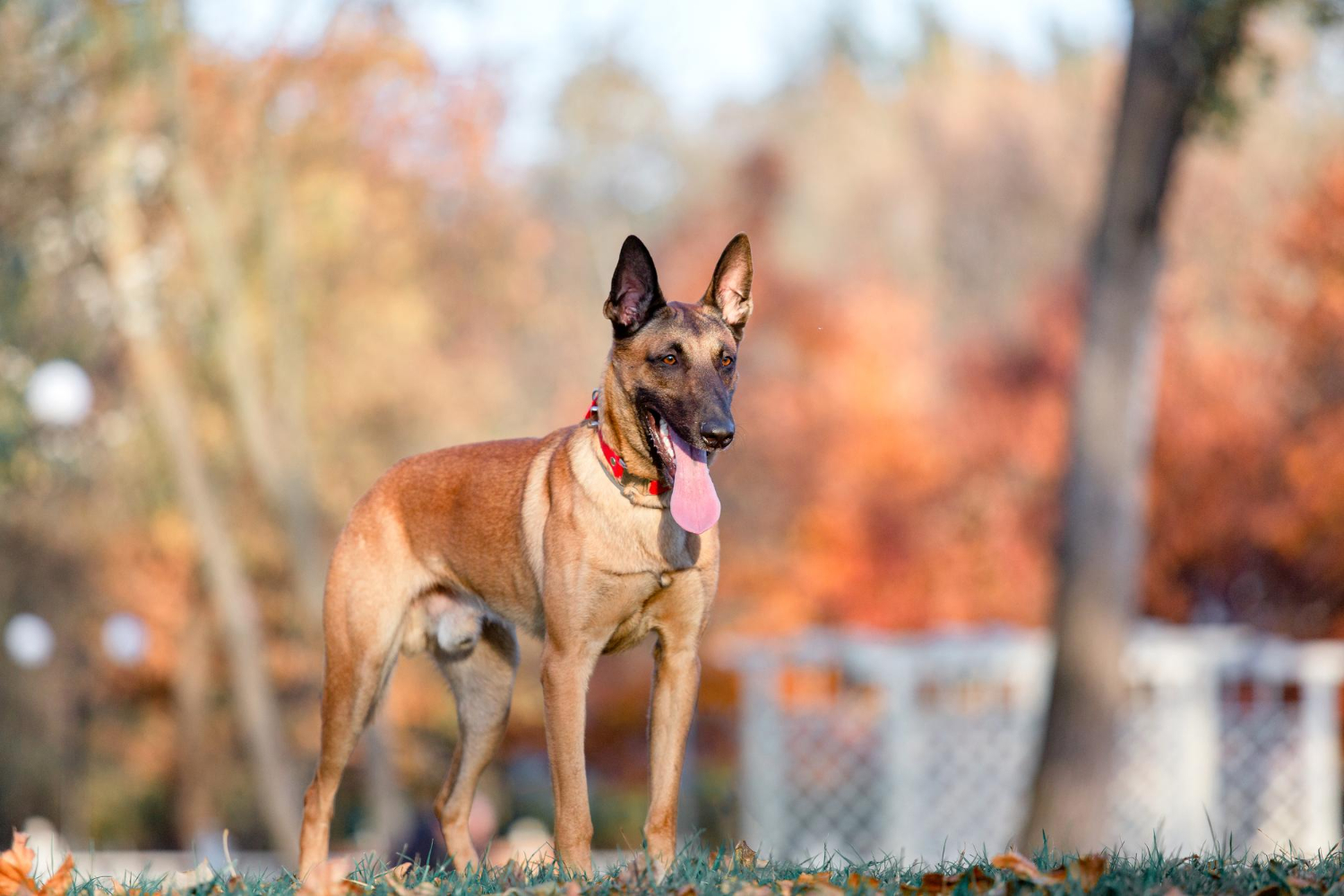 124.belgian-shepherd-dog-guide-3