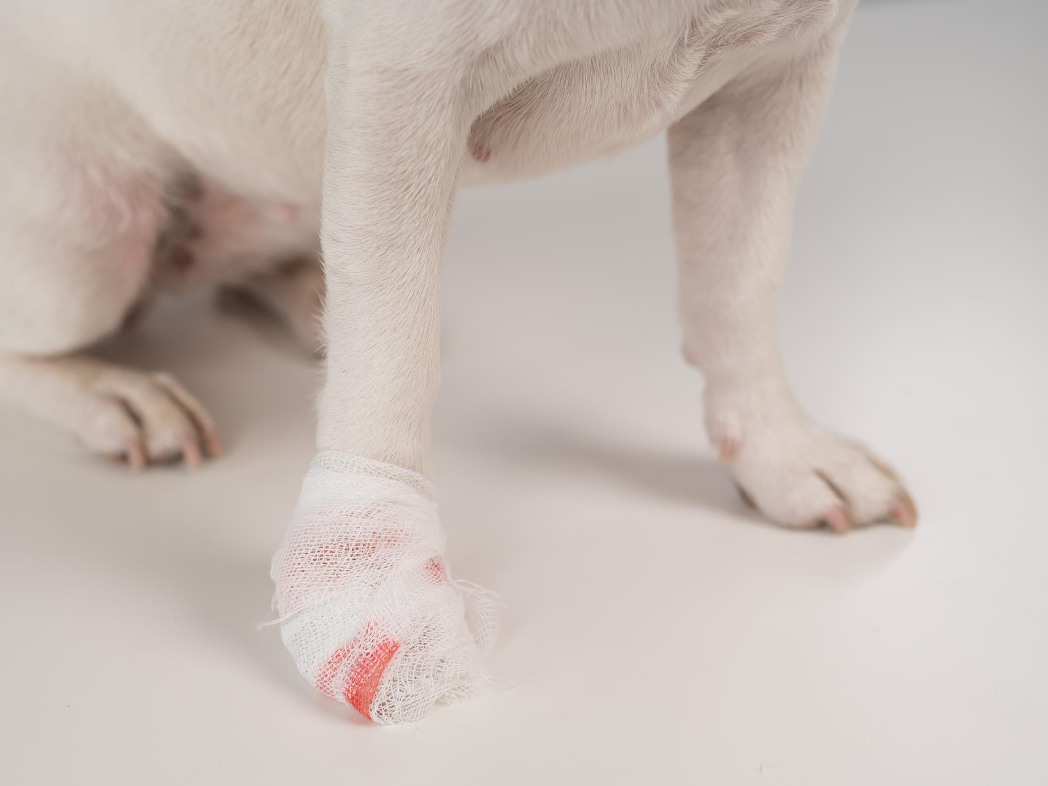 2.pets-osteoarthritis-guide-3