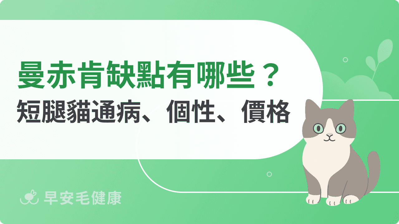 曼赤肯缺點有哪些？短腿貓通病、個性、價格全解析