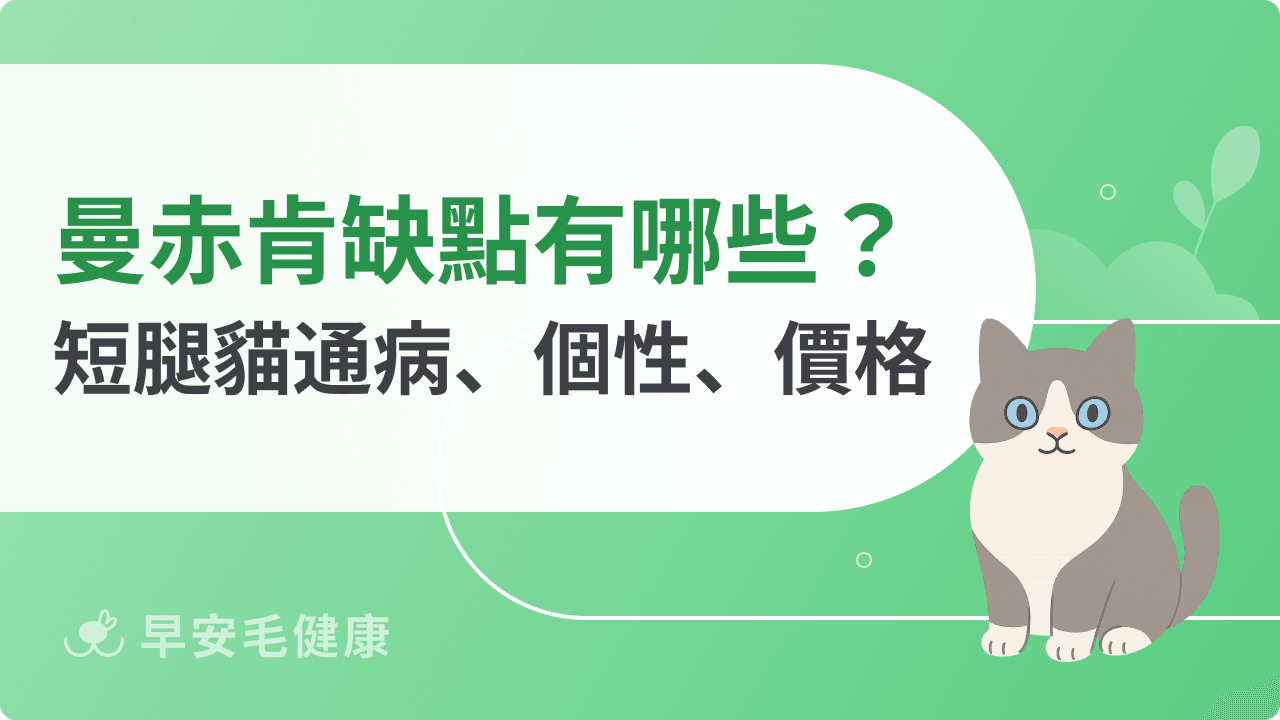 曼赤肯缺點有哪些？短腿貓通病、個性、價格全解析