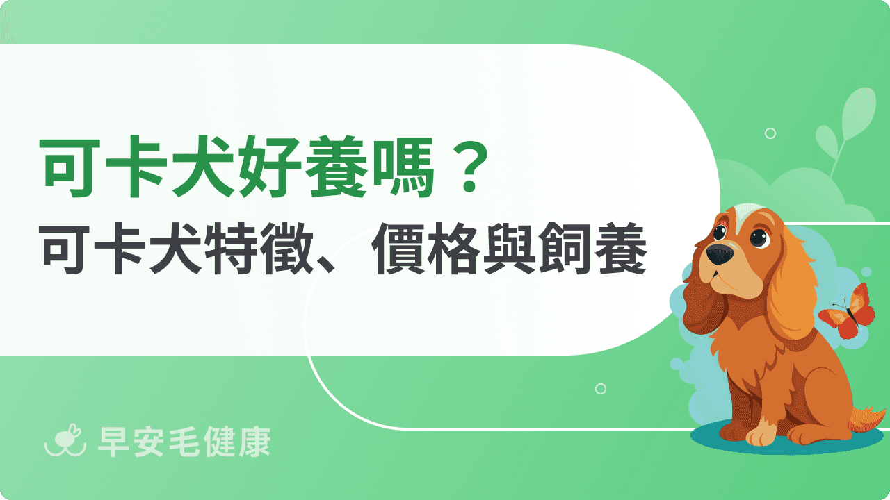 可卡犬懶人包！可卡犬品種特徵、價格與飼養須知一次懂！