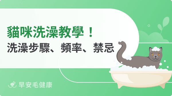 貓洗澡教學!貓咪洗澡步驟、頻率、禁忌攻略