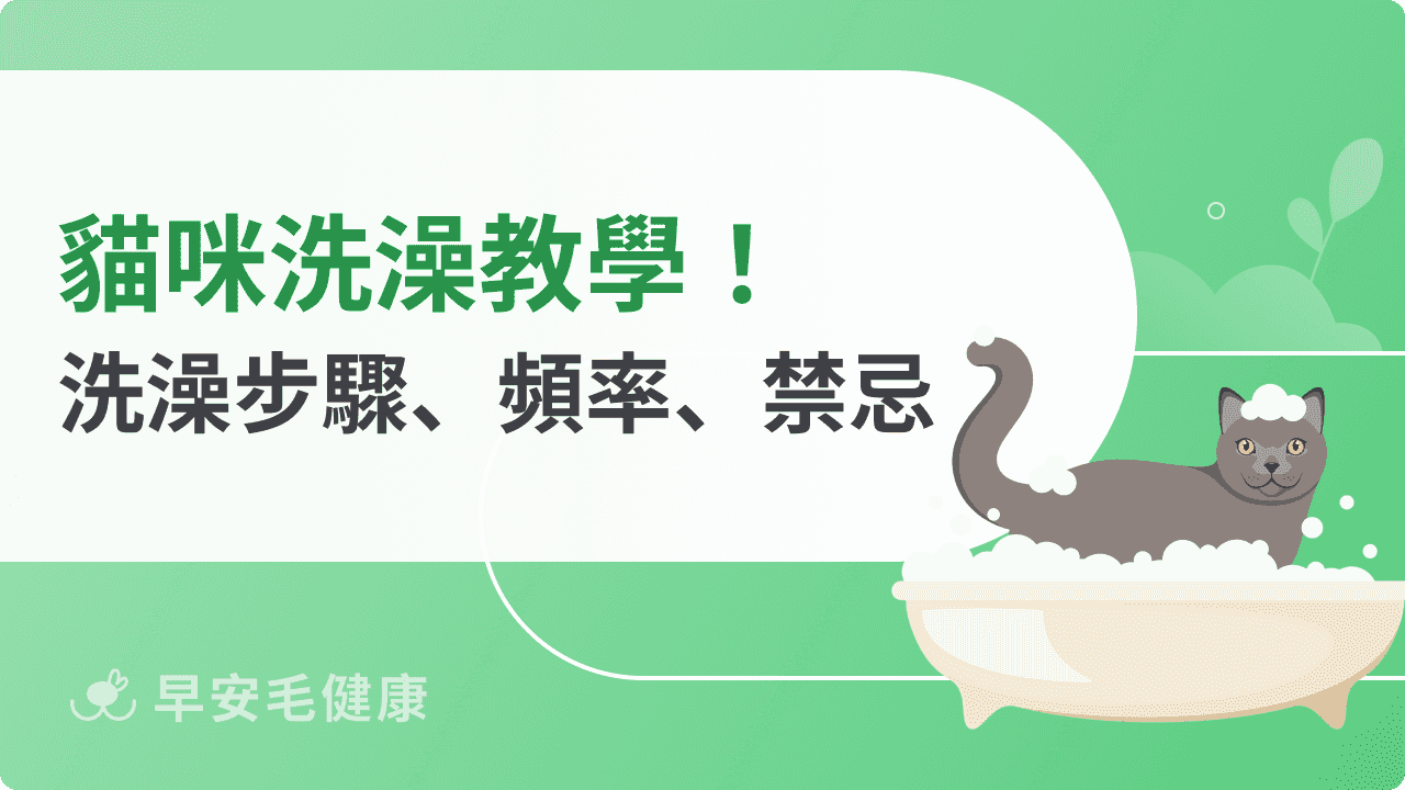 怎麼幫貓洗澡?貓需要洗澡嗎?正確洗澡頻率與步驟SOP