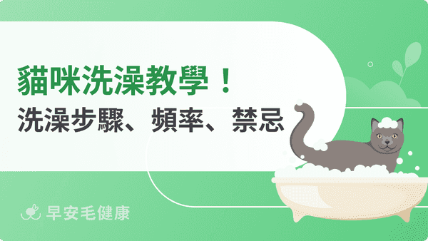 貓洗澡完整指南：多久洗一次？水溫、禁忌、SOP步驟與洗毛精挑選