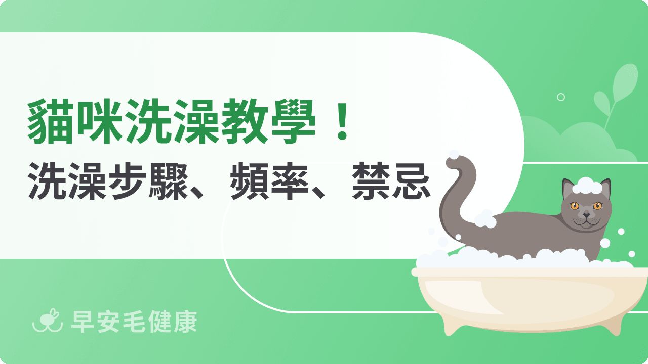 貓洗澡完整指南:多久洗一次?水溫、禁忌、SOP步驟與洗毛精挑選
